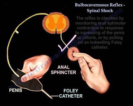 Bulbocavernosus reflex