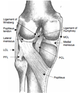 knee anatomy